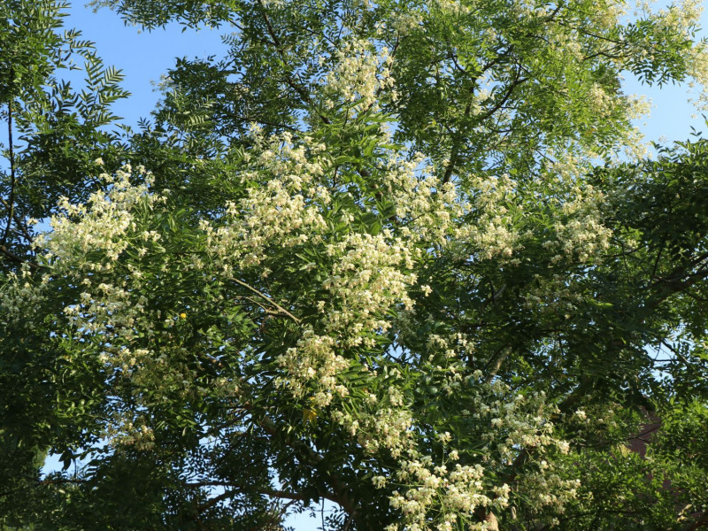 (Styphnolobium japonicum) Honingbomen - bloeiende bomen nazomer - drachtbomen - voedselbomen - insecten - wilde bijen - hommels